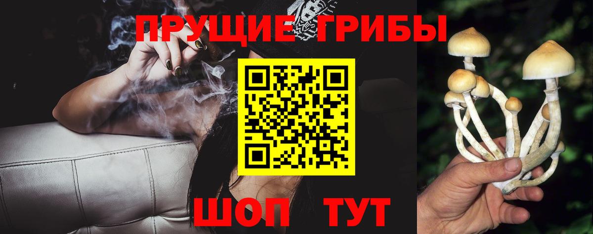 Псилоцибиновые грибы Psilocybe Дербент